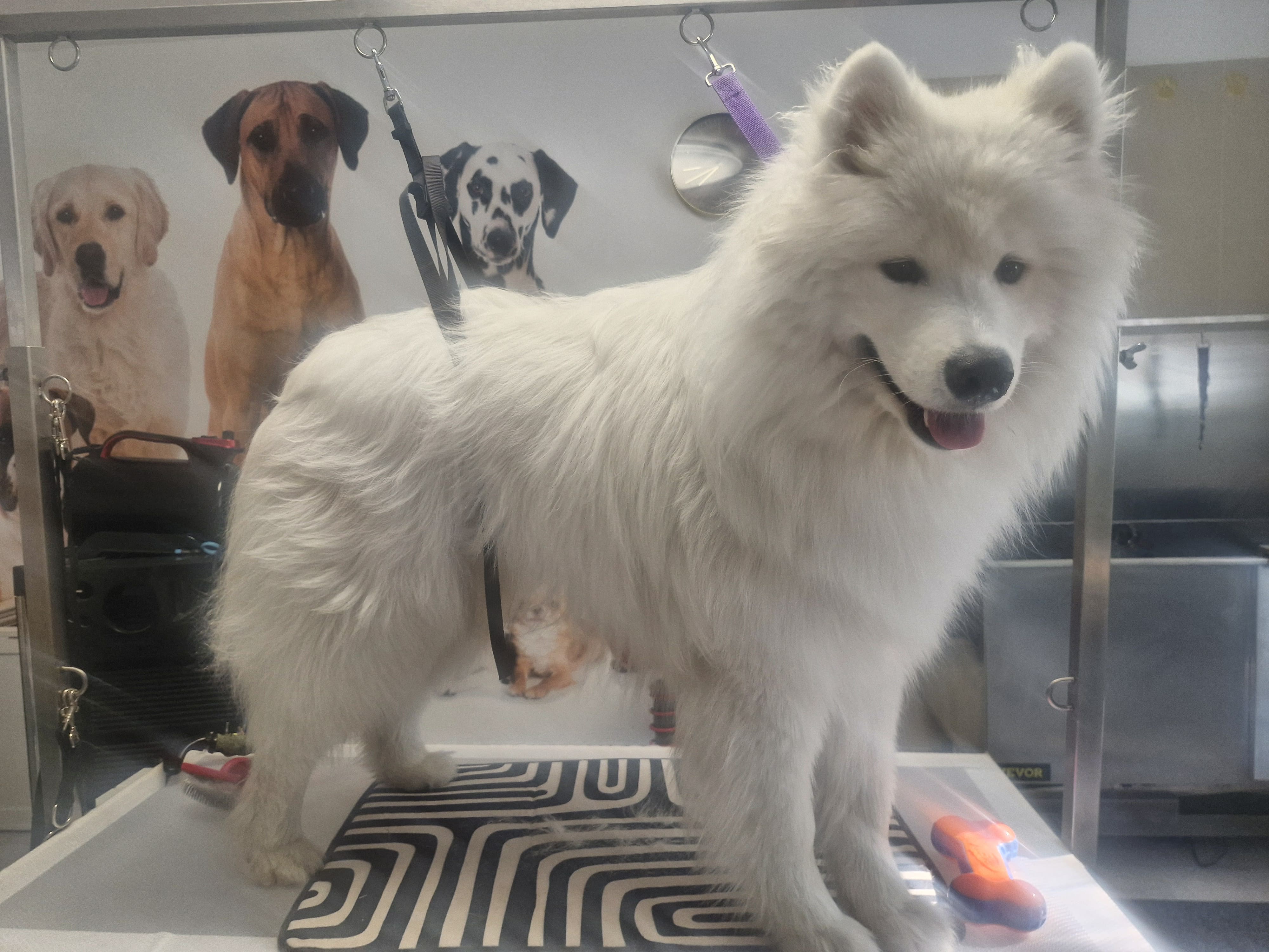 Geschnittener Hund 10