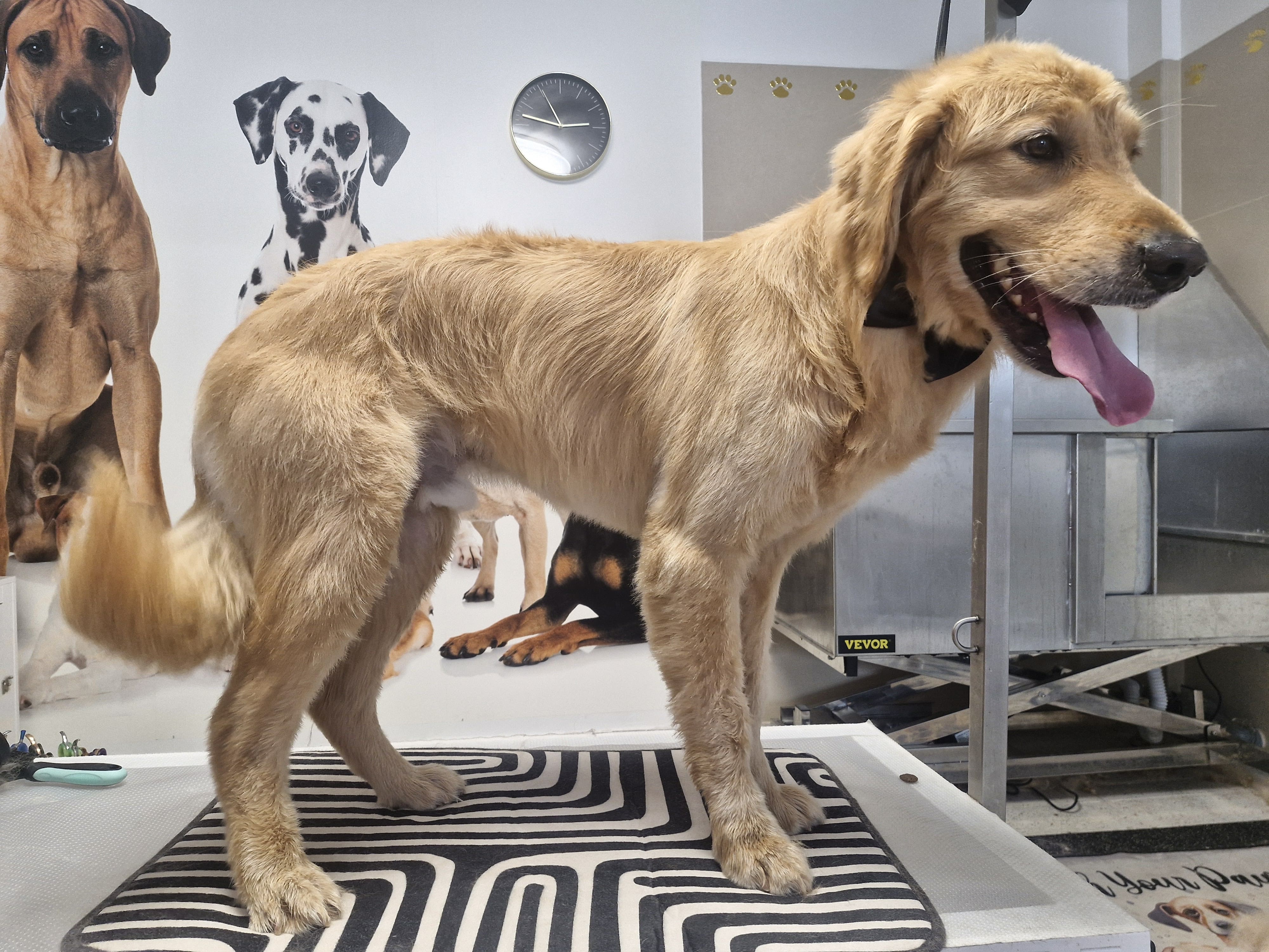 Geschnittener Hund 11