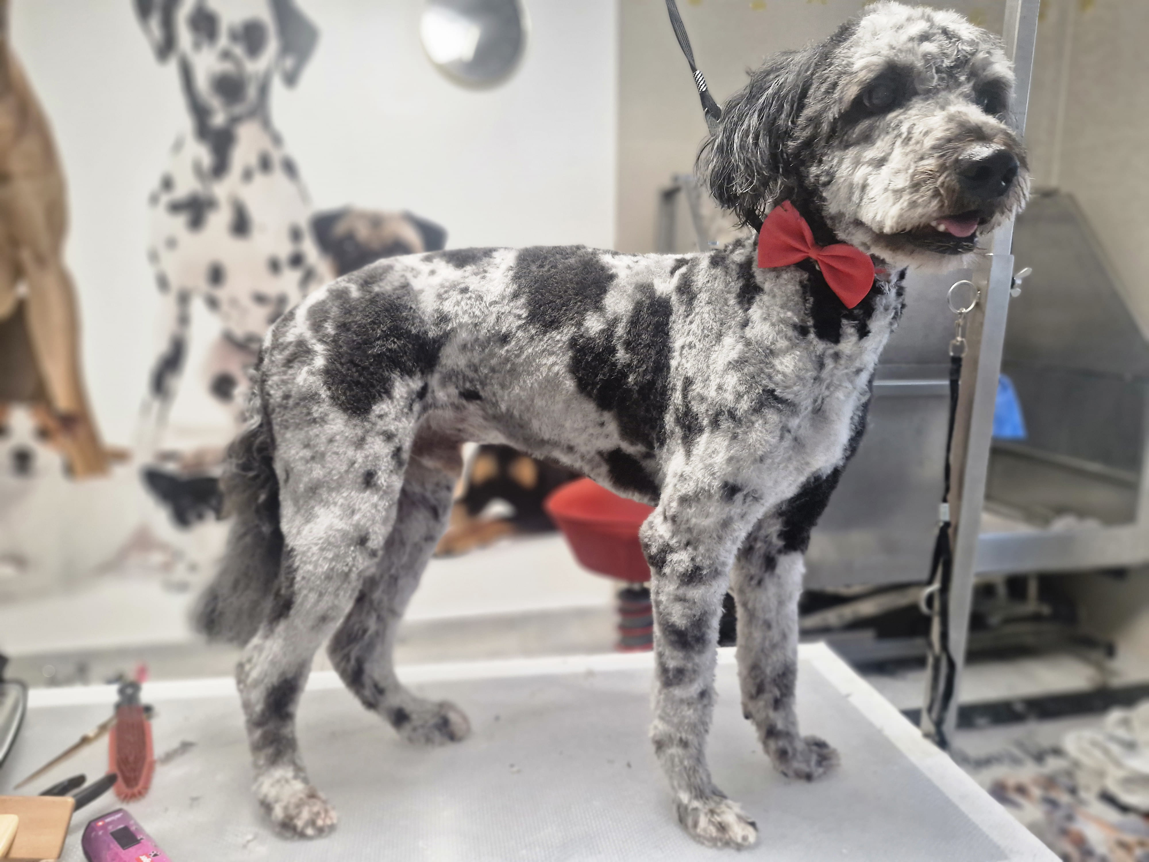 Geschnittener Hund 12