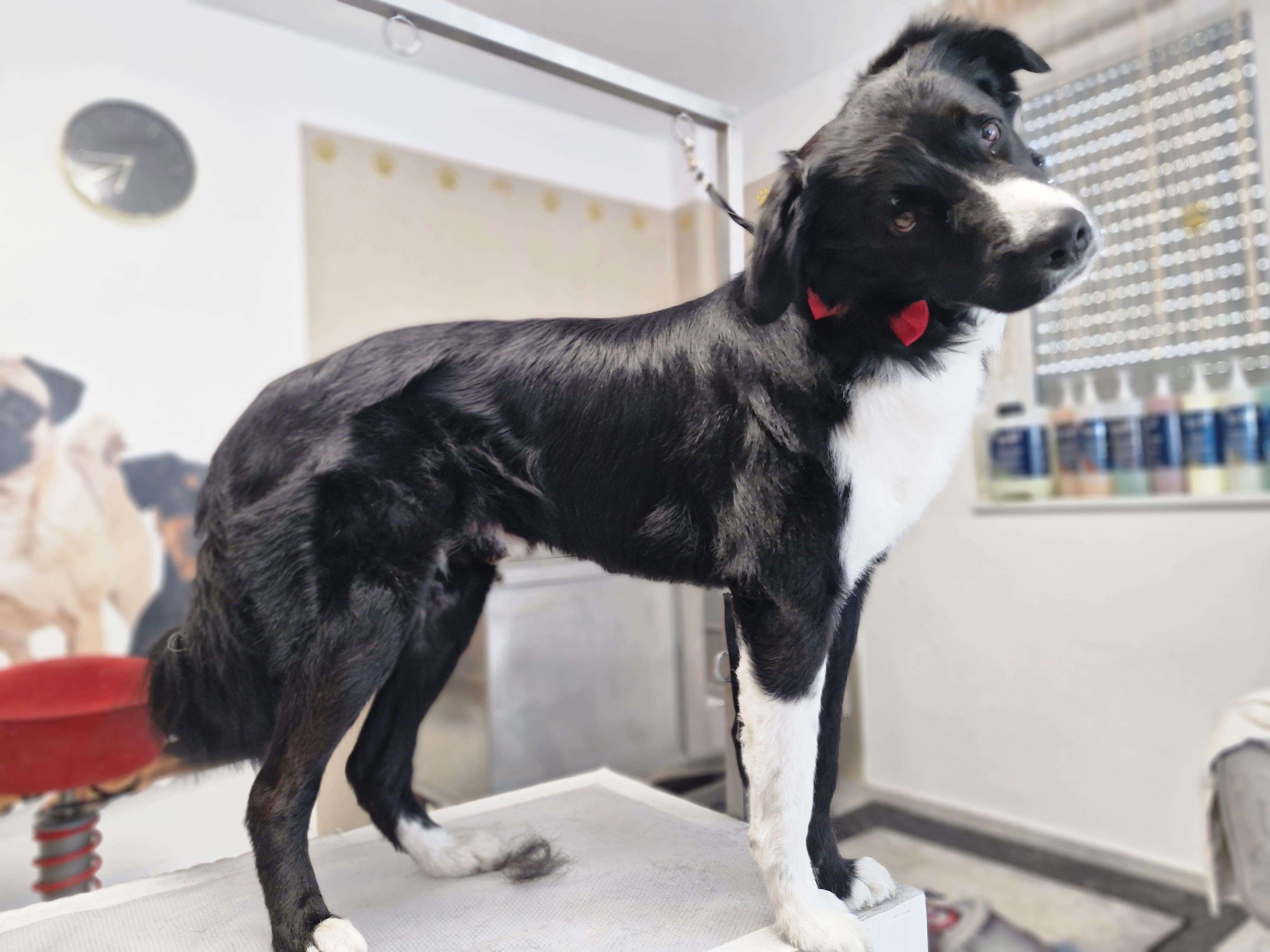 Geschnittener Hund 13