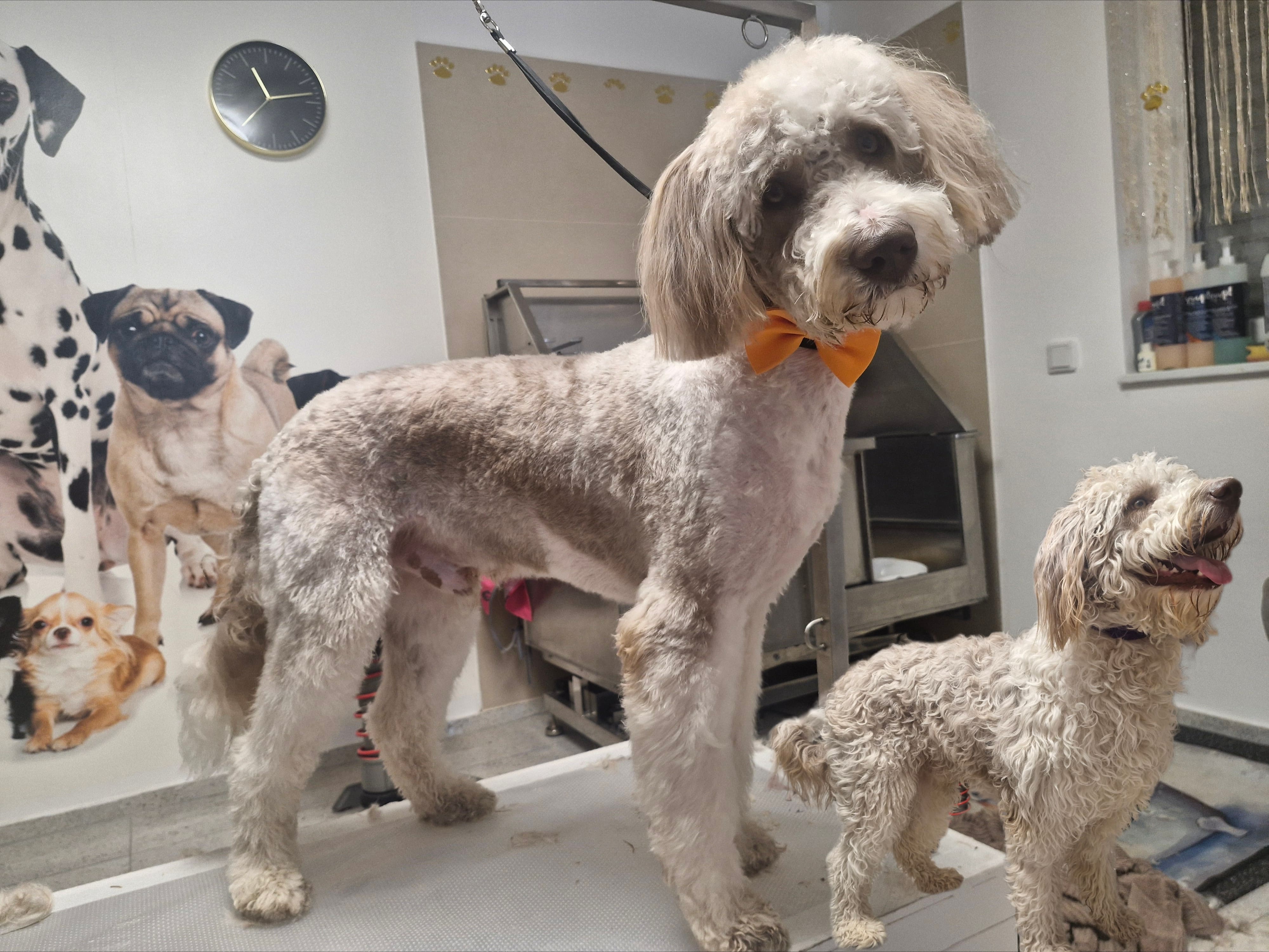 Geschnittener Hund 15