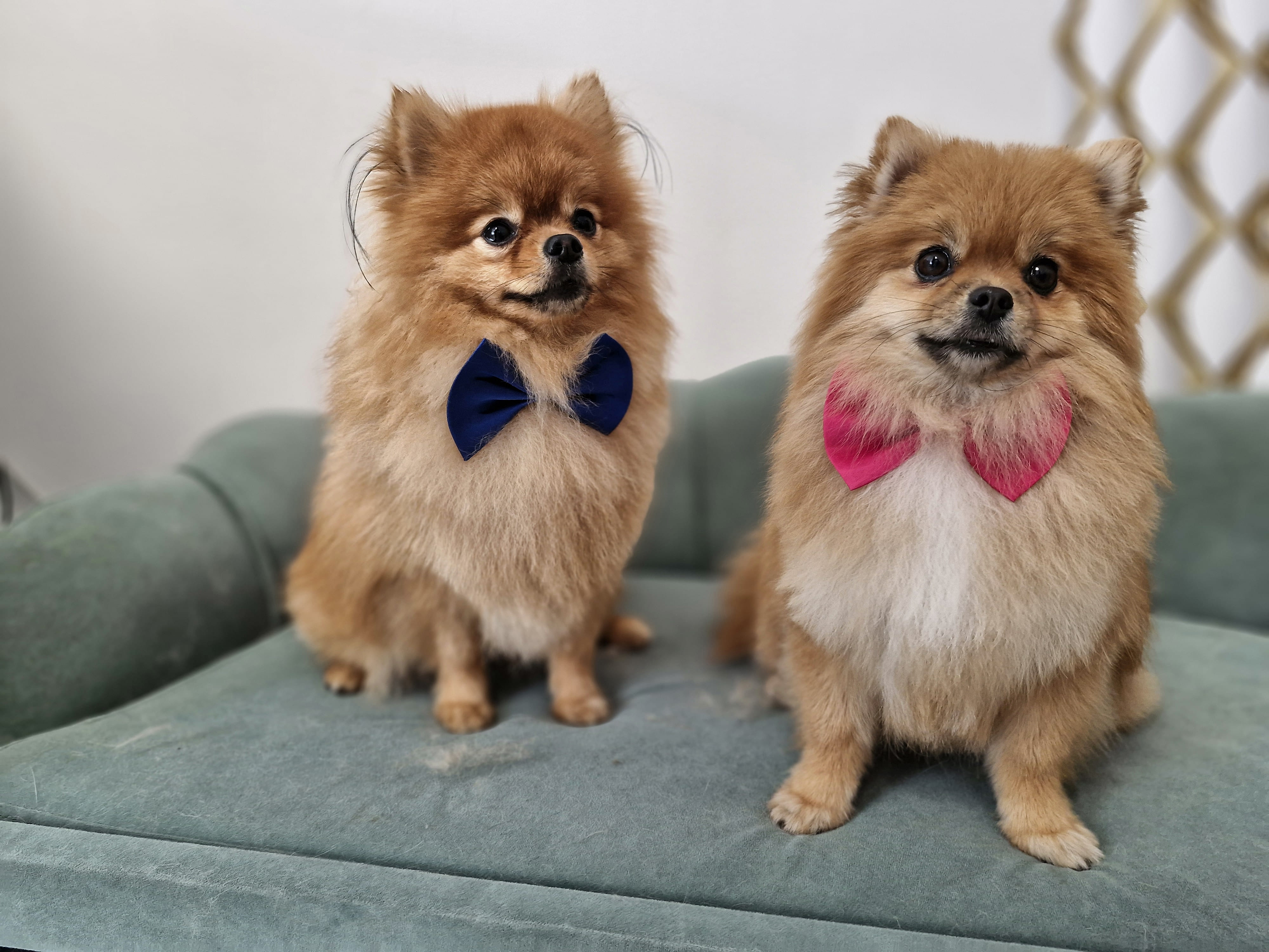 Geschnittener Hund 16