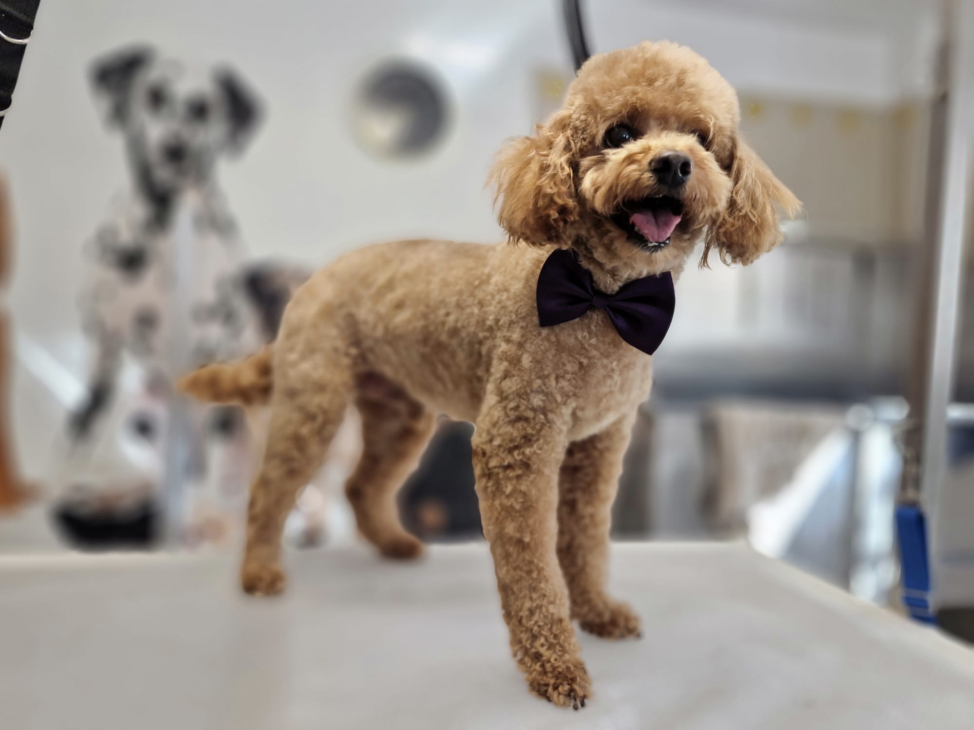 Geschnittener Hund 18