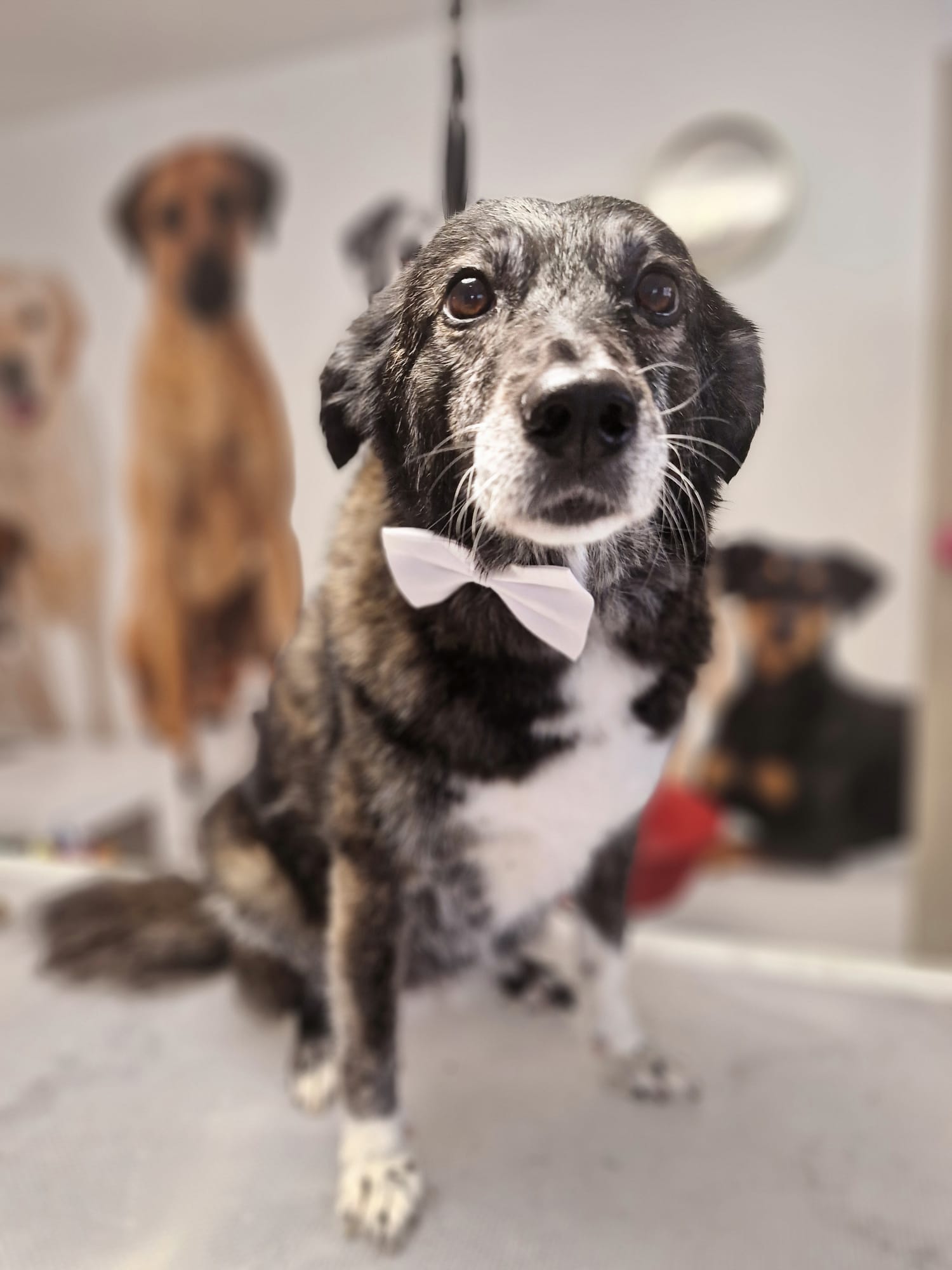 Geschnittener Hund 20