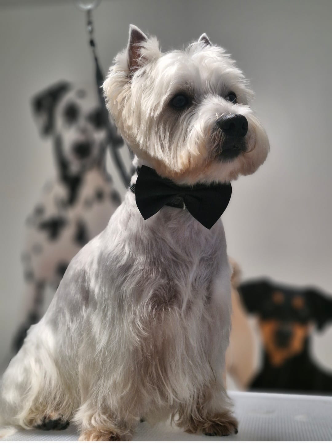 Geschnittener Hund 21