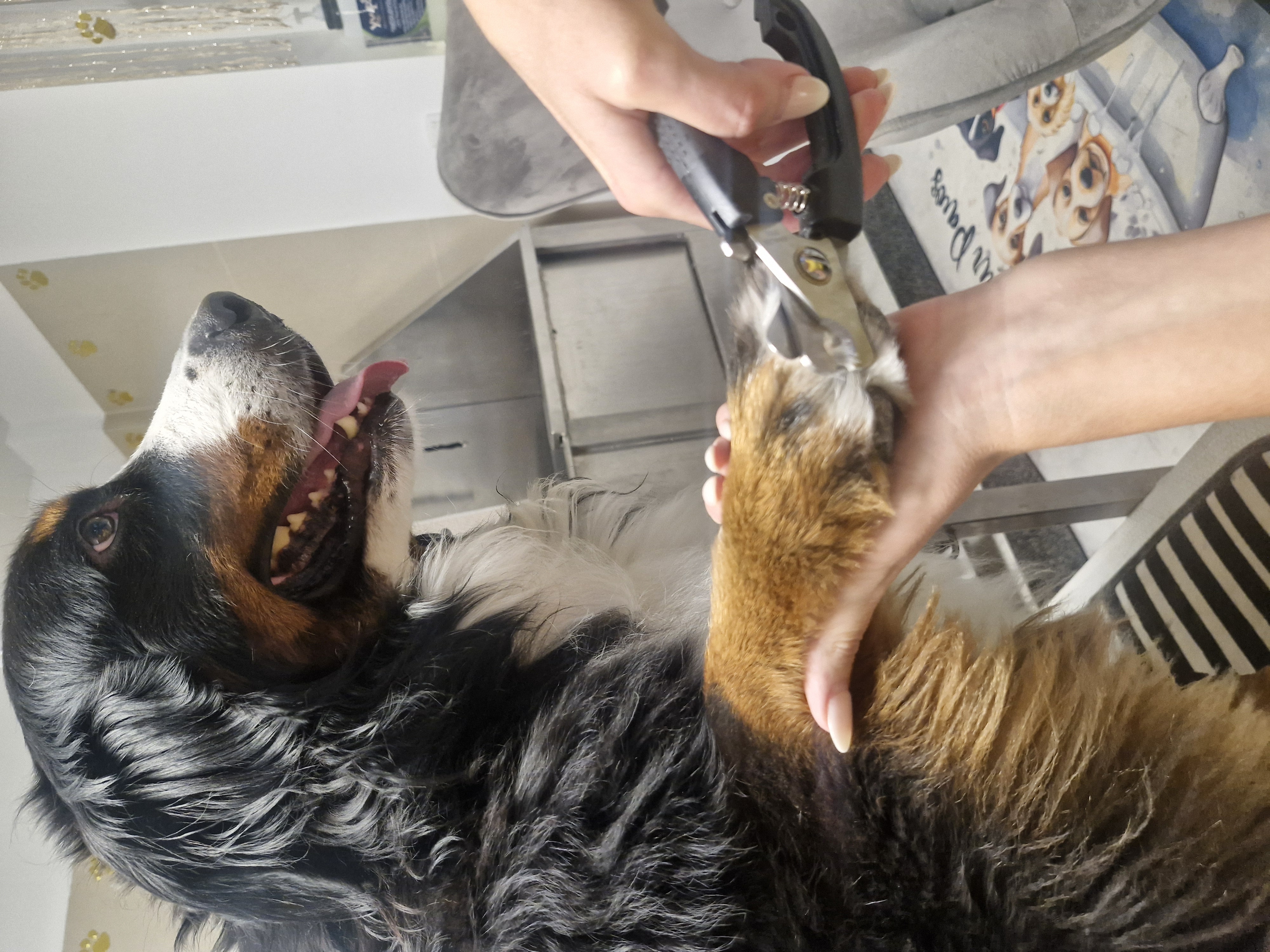 Krallen schneiden Beispiel