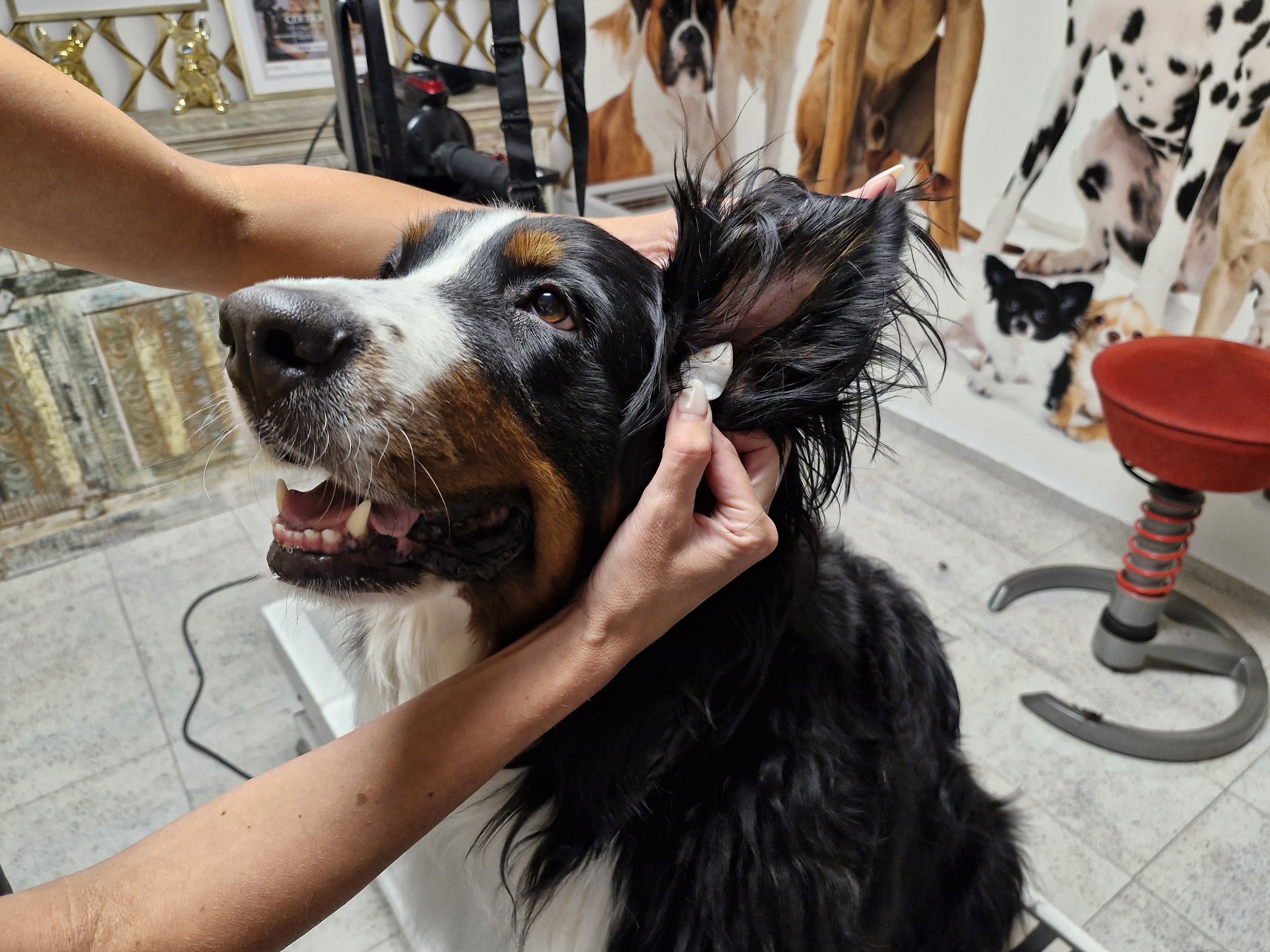 Ohrenreinigung Beispiel